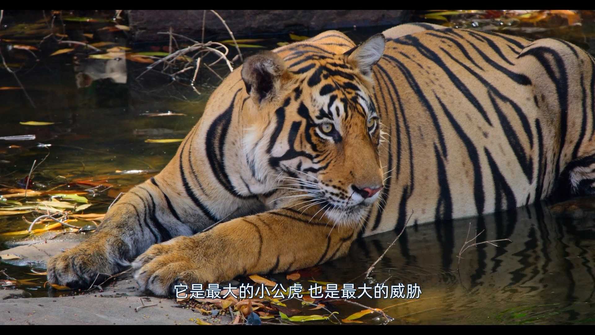 老虎 2024 英语中字 HD1080P