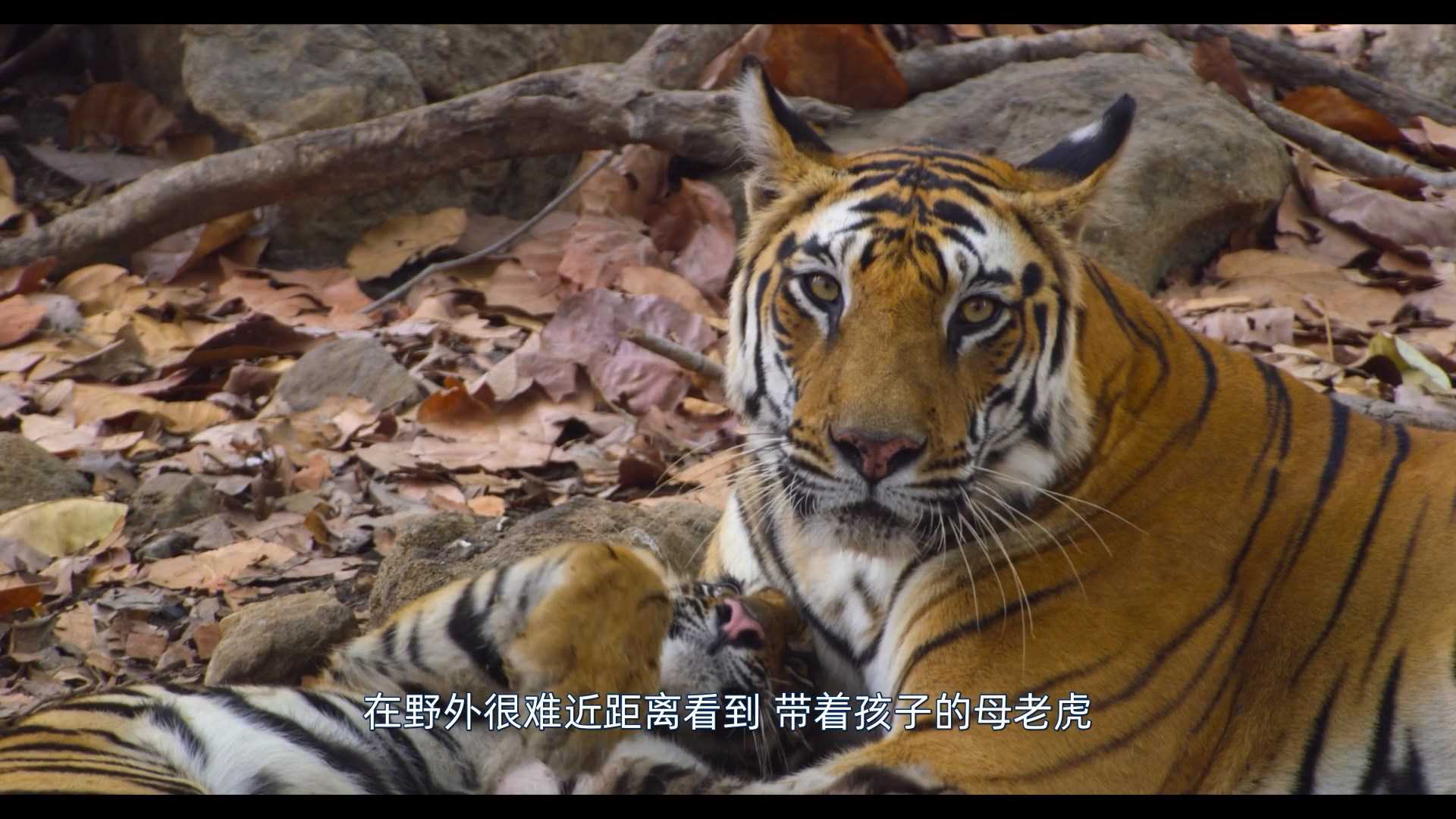 老虎崛起 2024 英语中字 HD1080