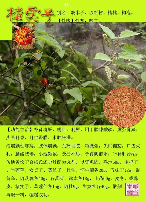 《中草药图谱与解析》中草药鉴别 四气五味问道中药 中医爱好者必备 [pdf]