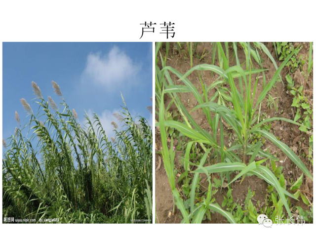 《杂草图鉴》农田常见70种高清杂草 搞定叫不出来的草 [pdf]